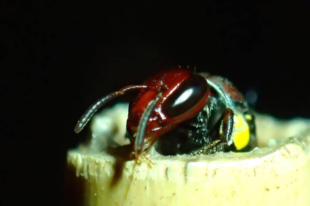 Meroglossa rubricata, Geraldton, Midwest WA © Gary Taylor