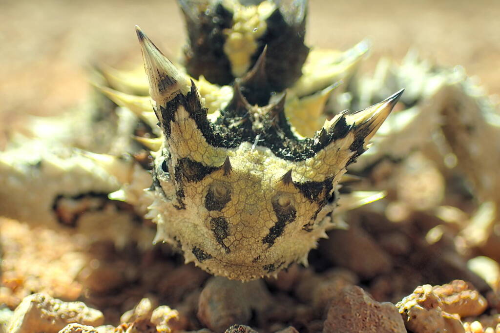 Moloch horridus, Geraldton, Midwest WA © Gary Taylor