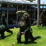 Monkeys in the rainforest, The Calyx, Royal Botanic Garden Sydney NSW