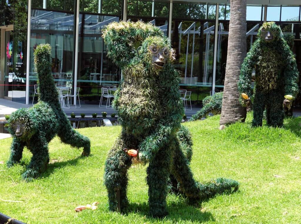 Monkeys in the rainforest, The Calyx, Royal Botanic Garden Sydney NSW
