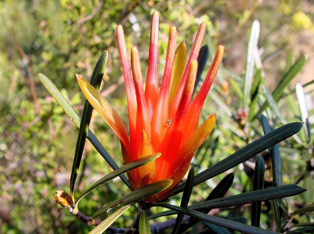 Mountain Devil (Lambertia formosa), Blue Mountains NSW
