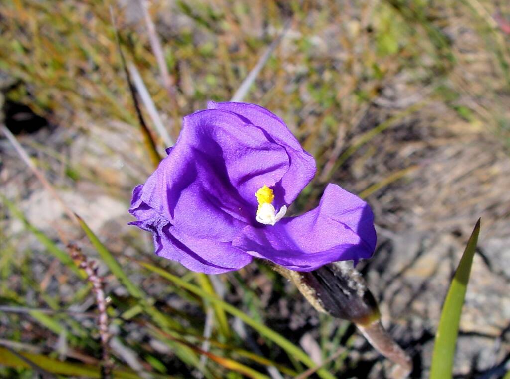 Purple Flag (Patersonia sericea), Blue Mountains NSW