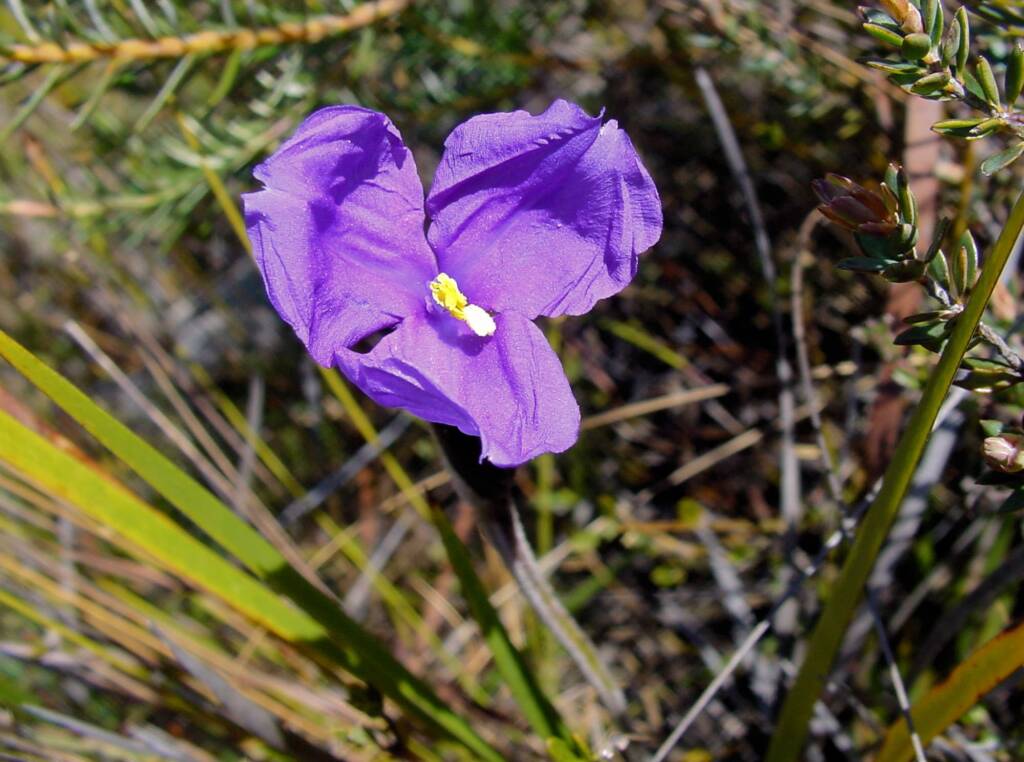 Purple Flag (Patersonia sericea), Blue Mountains NSW