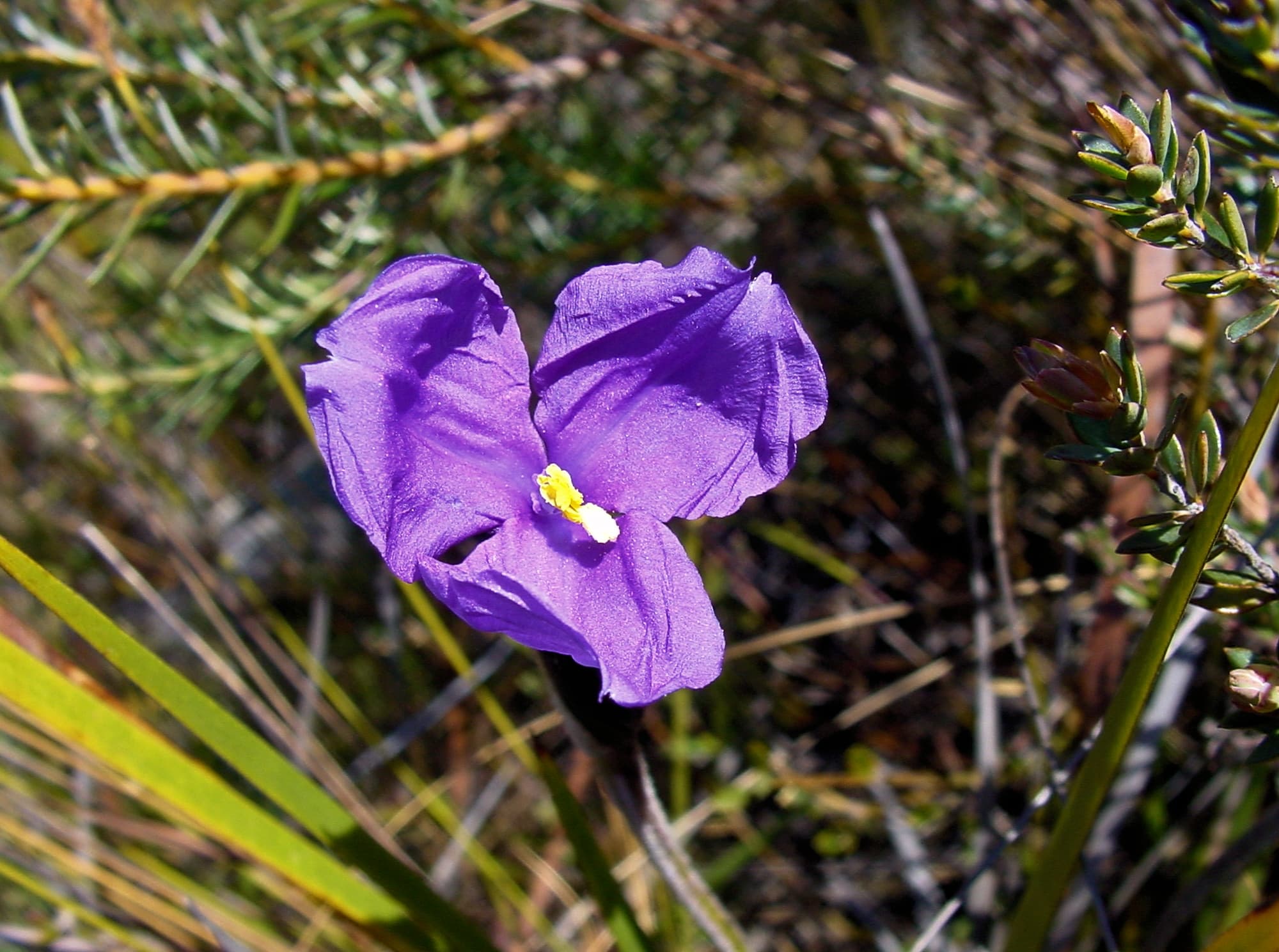 Purple Flag (Patersonia sericea), Blue Mountains NSW