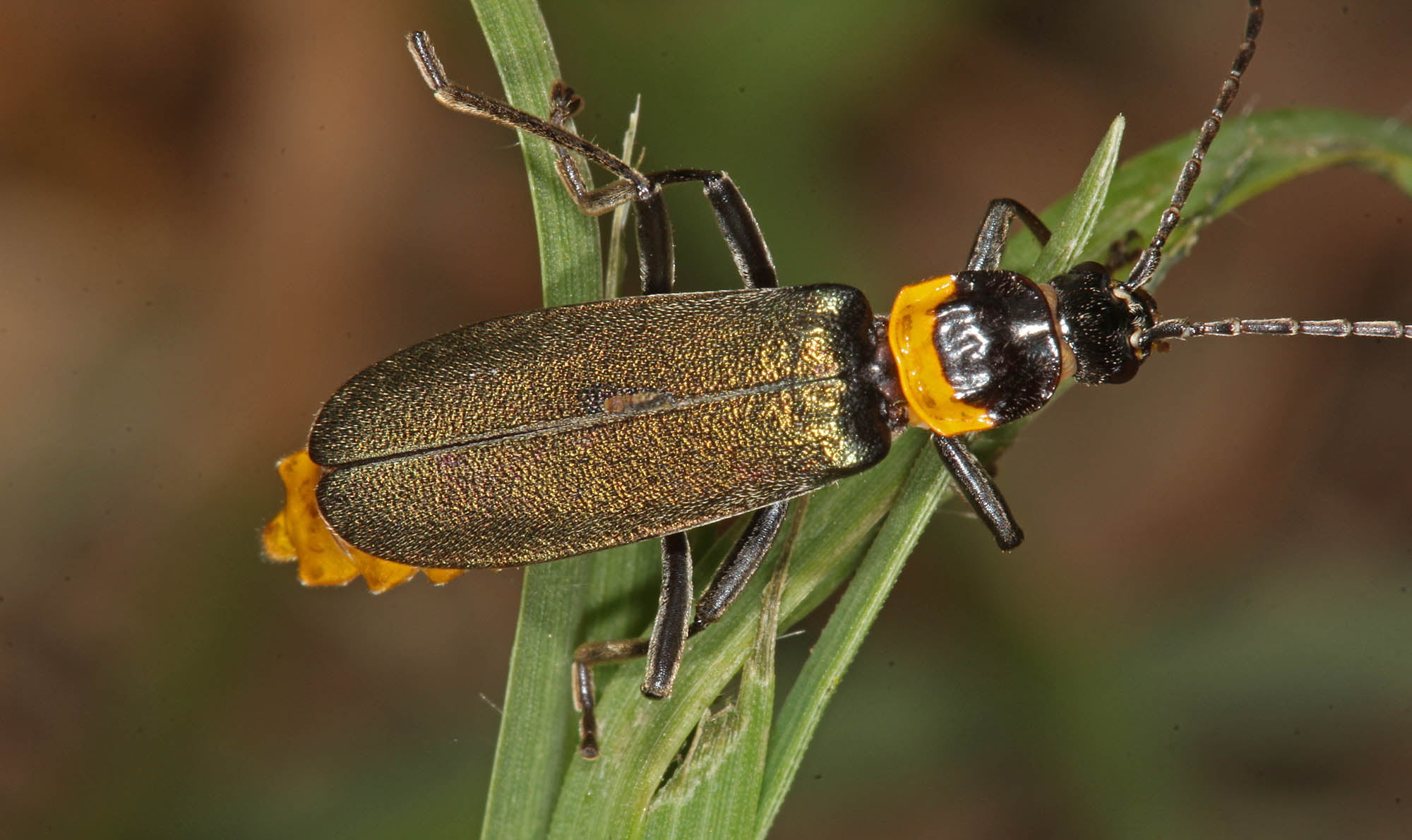 Plague Soldier Beetle (Chauliognathus lugubris), Ballandean QLD © Marc Newman