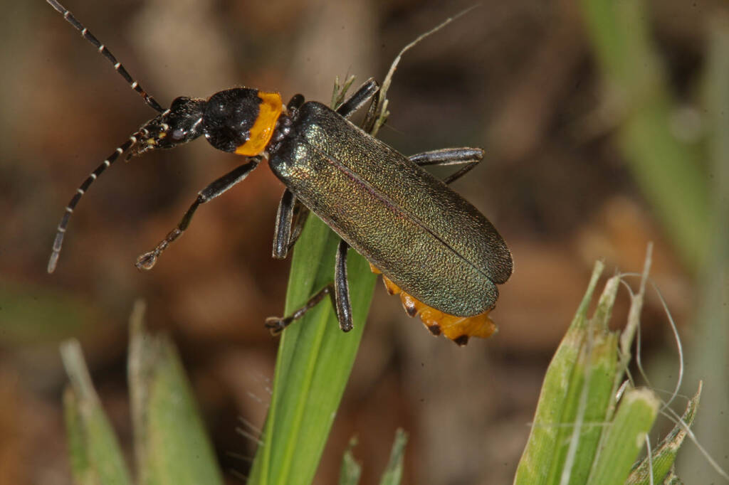 Plague Soldier Beetle (Chauliognathus lugubris), Ballandean QLD © Marc Newman