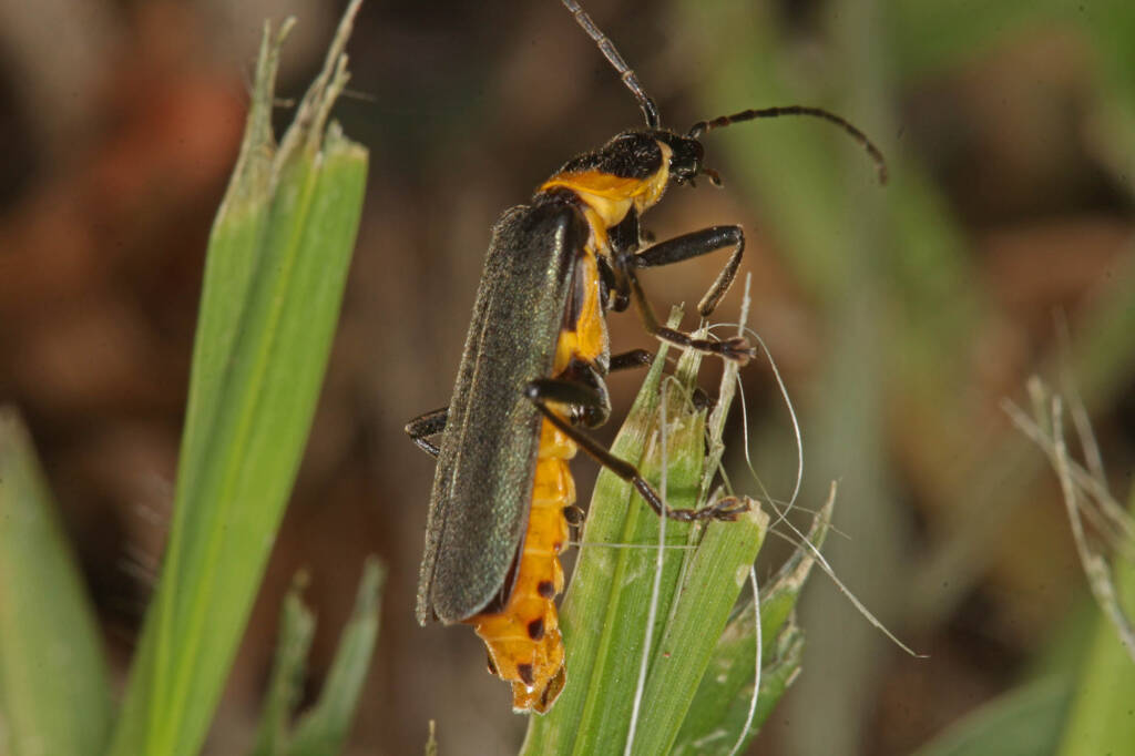 Plague Soldier Beetle (Chauliognathus lugubris), Ballandean QLD © Marc Newman