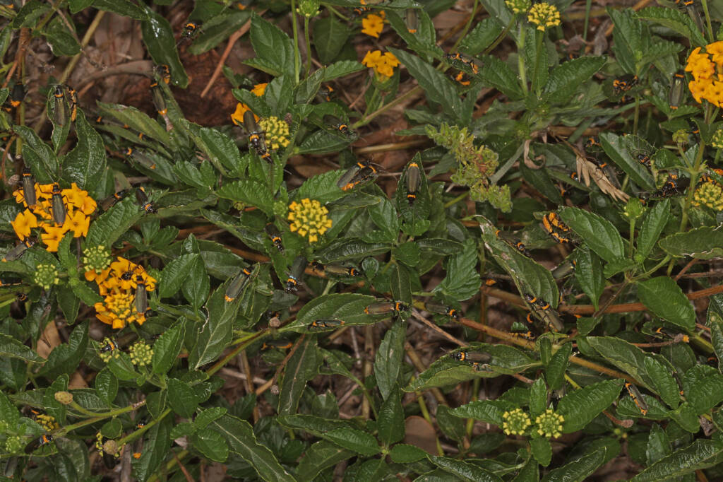Plague Soldier Beetles (Chauliognathus lugubris), Ballandean QLD © Marc Newman