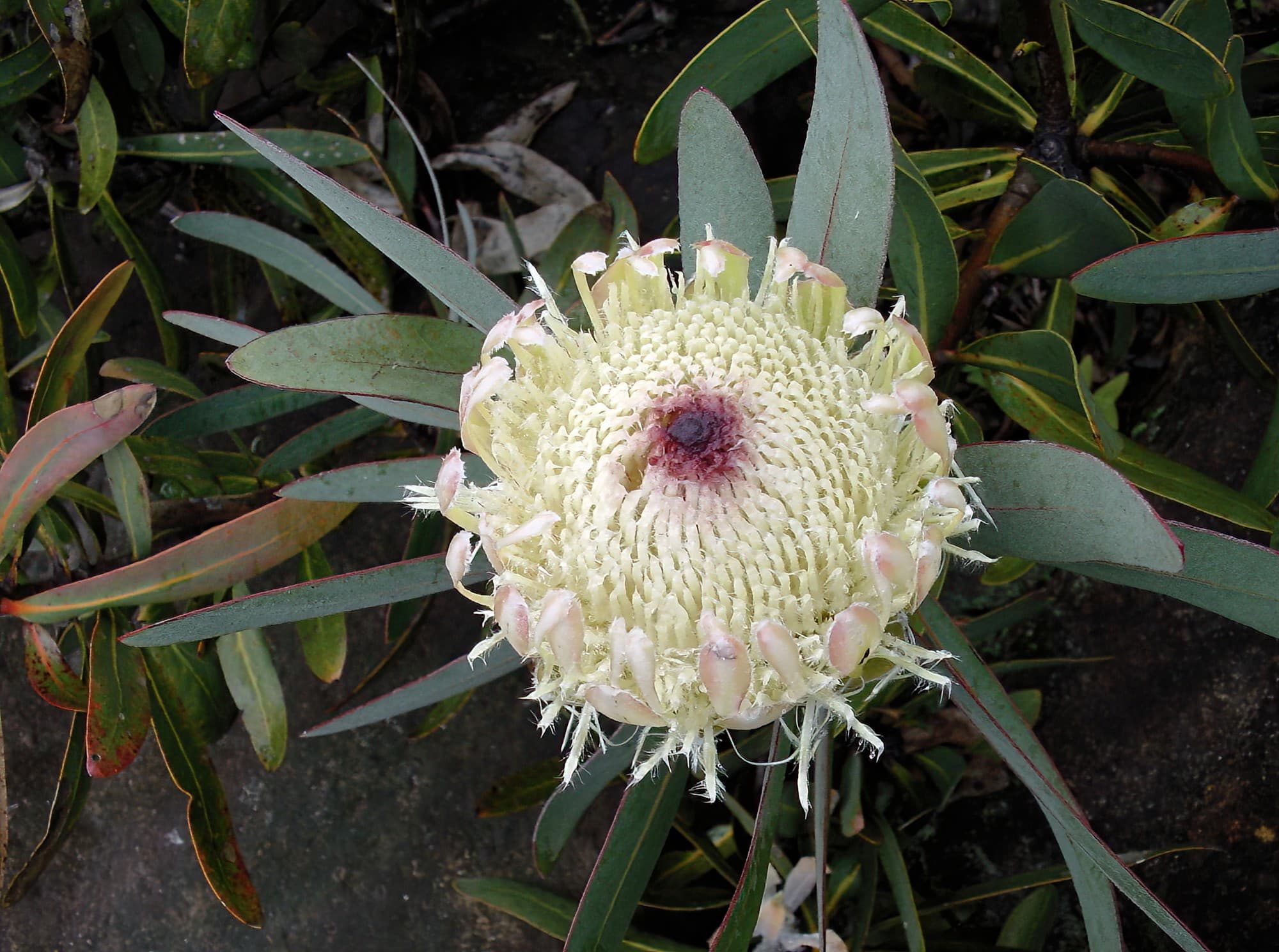Potberg Sugarbush (Protea aurea ssp potbergensis), Blue Mountains Botanic Garden NSW