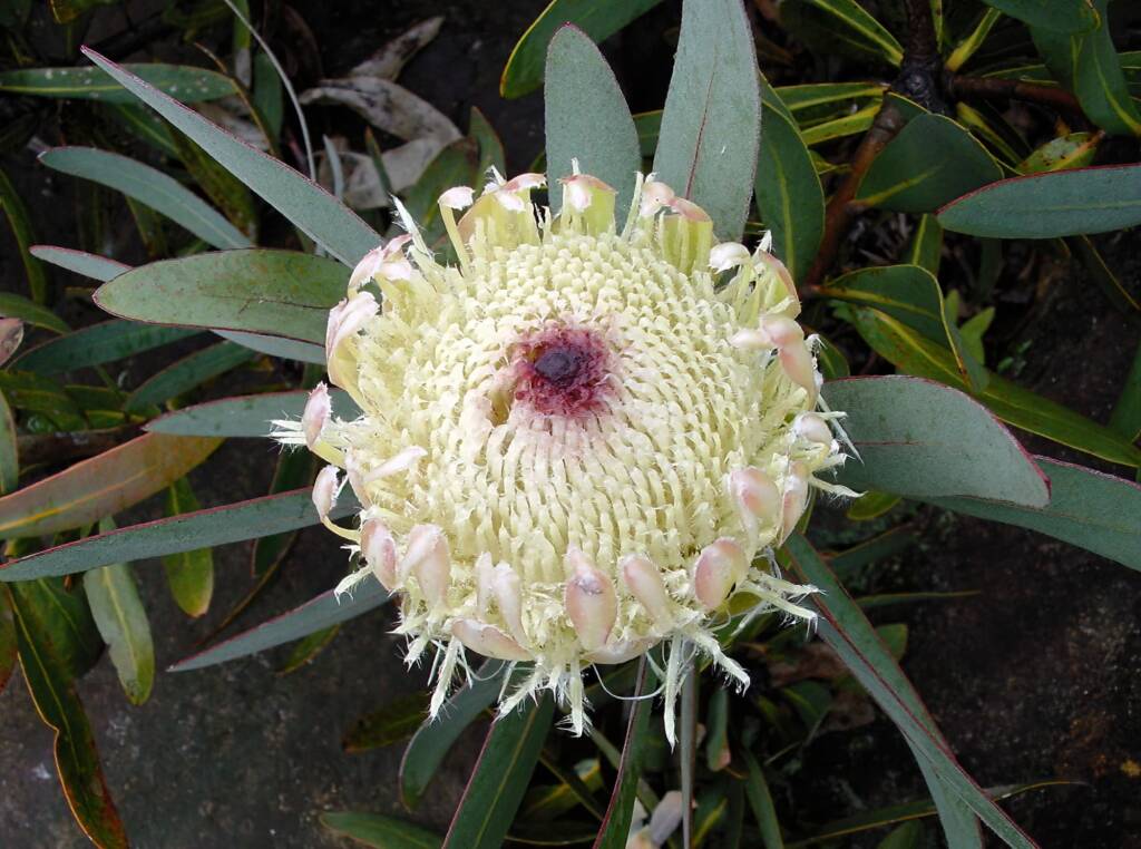 Potberg Sugarbush (Protea aurea ssp potbergensis), Blue Mountains Botanic Garden NSW