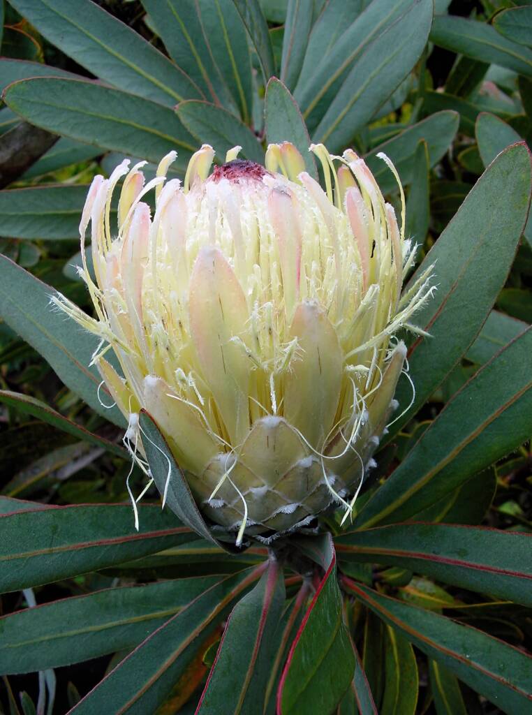 Potberg Sugarbush (Protea aurea ssp potbergensis), Blue Mountains Botanic Garden NSW