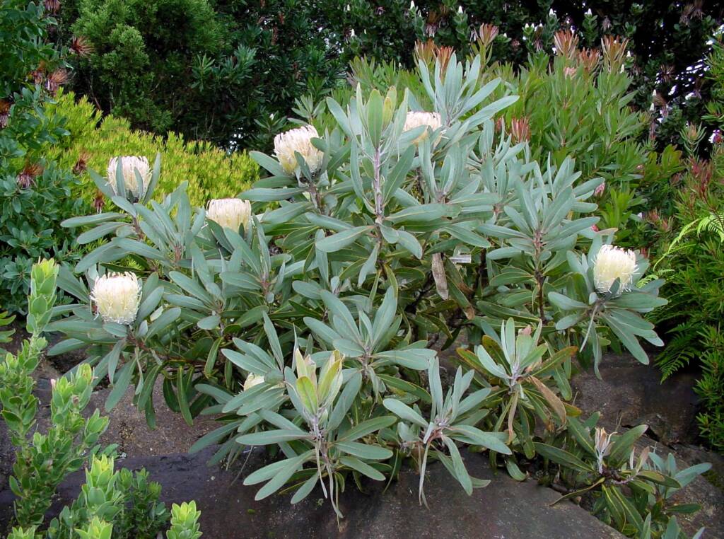Potberg Sugarbush (Protea aurea ssp potbergensis), Blue Mountains Botanic Garden NSW