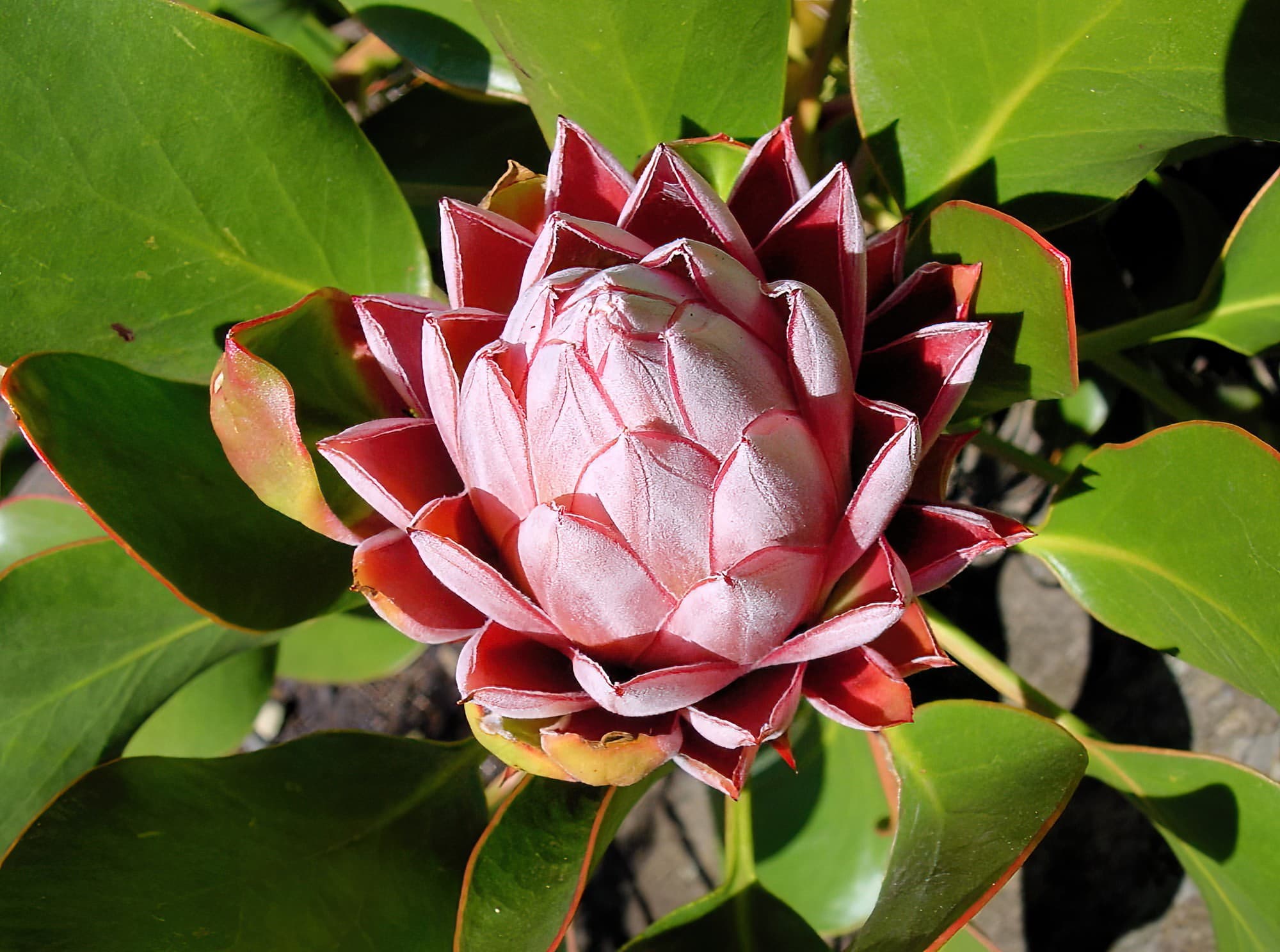 King Protea (Protea cynaroides), Blue Mountains Botanic Garden, NSW