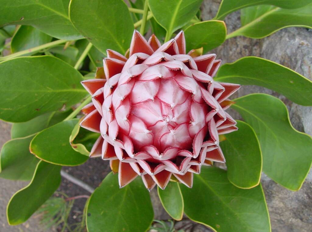 King Protea (Protea cynaroides), Blue Mountains Botanic Garden, NSW