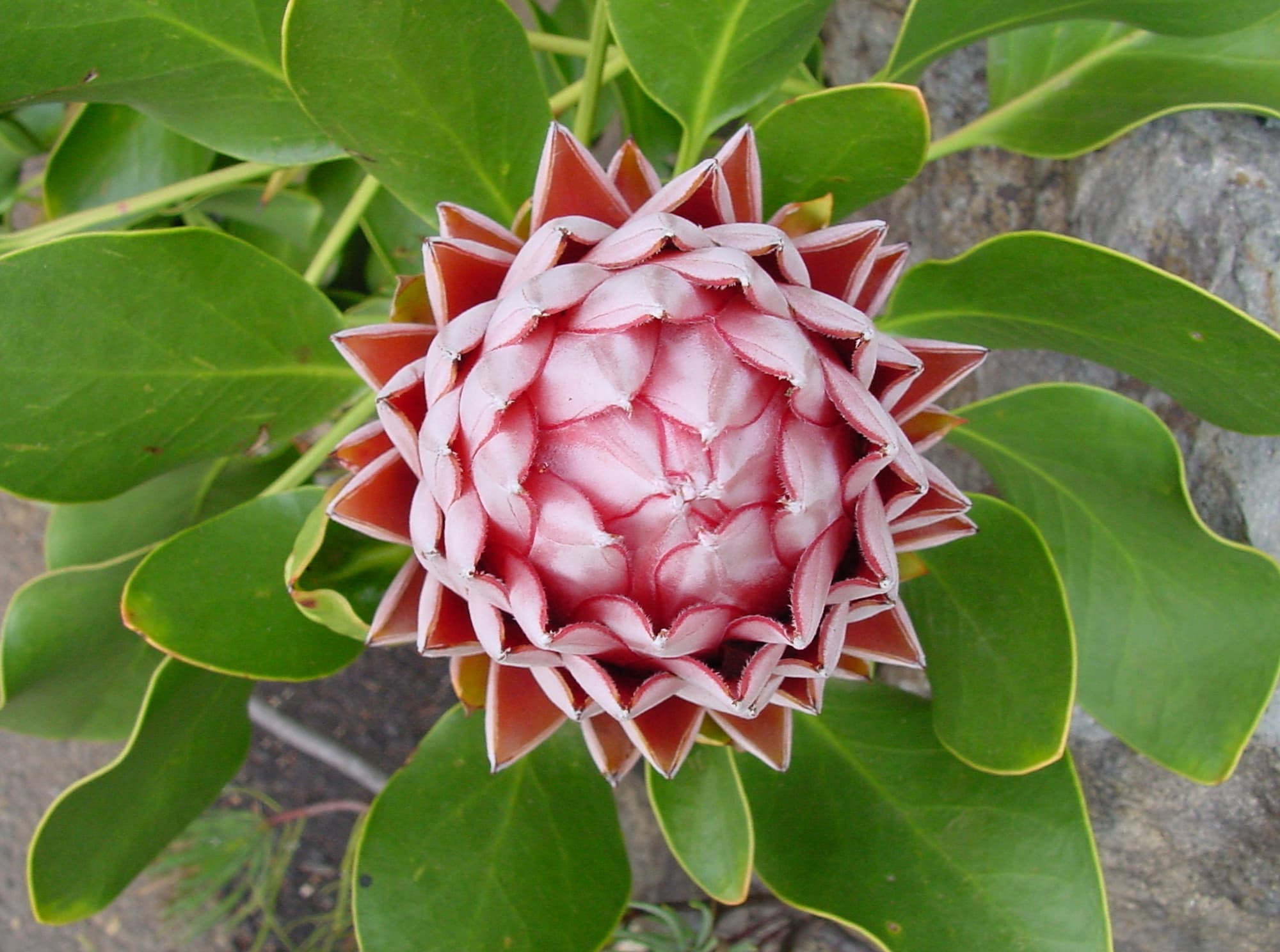 King Protea (Protea cynaroides), Blue Mountains Botanic Garden, NSW
