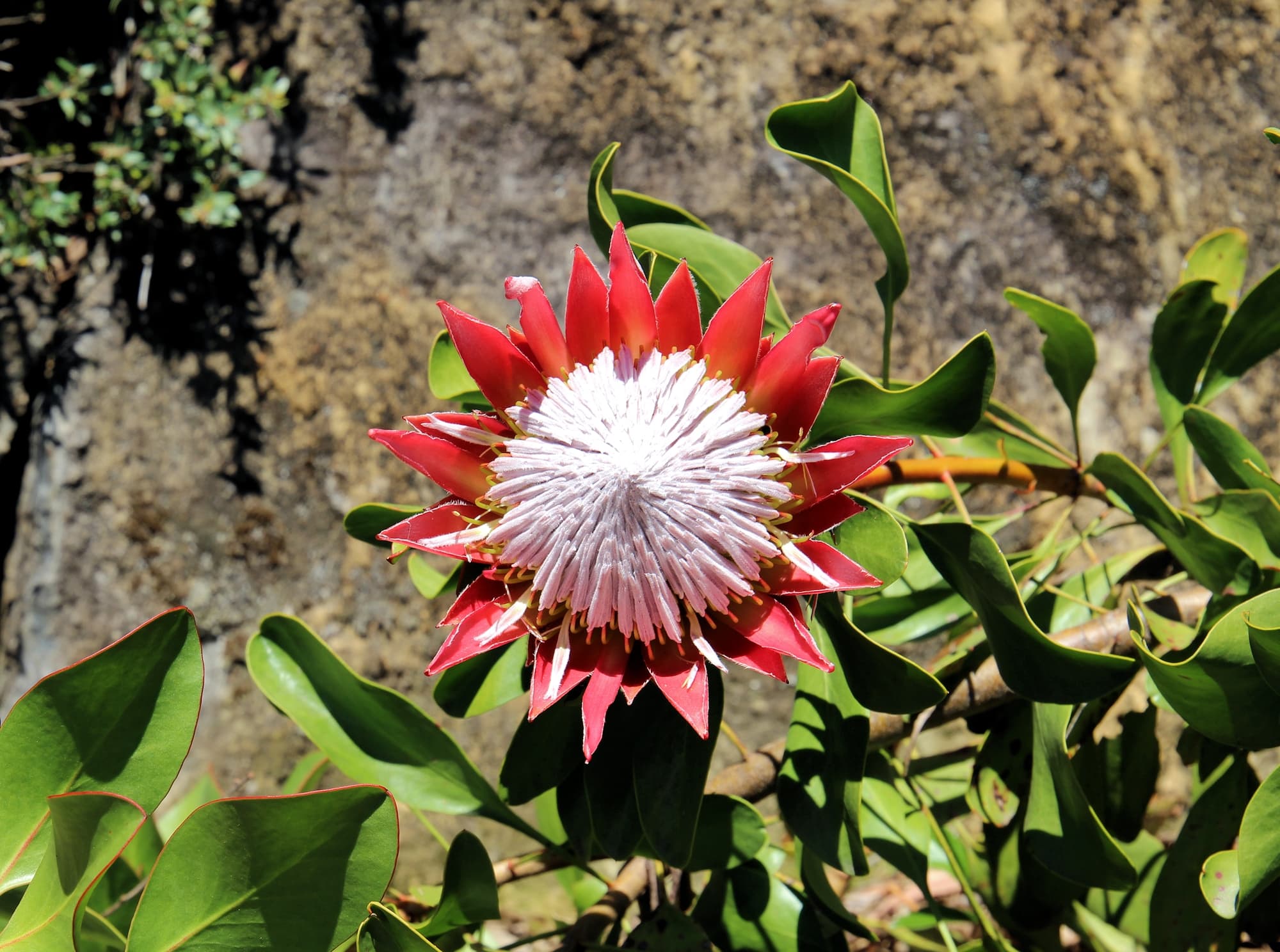 Little Prince (Protea cynaroides), Blue Mountains Botanic Garden, NSW
