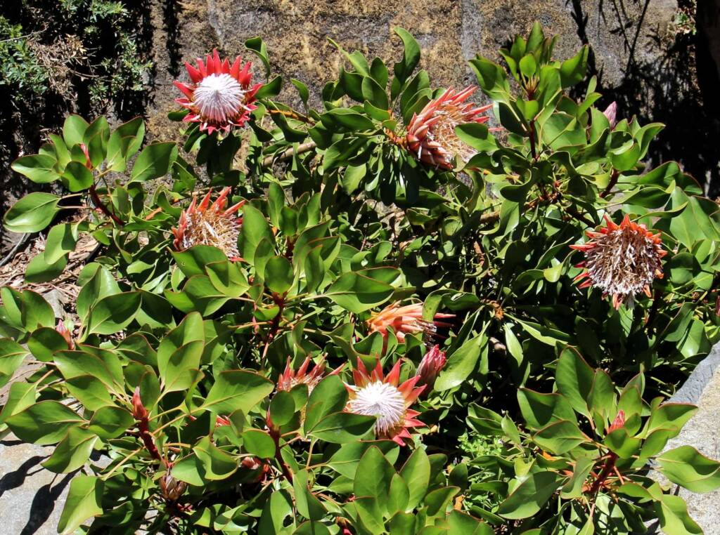 Little Prince (Protea cynaroides), Blue Mountains Botanic Garden, NSW