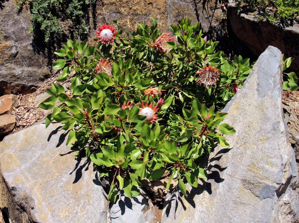 Little Prince (Protea cynaroides), Blue Mountains Botanic Garden, NSW