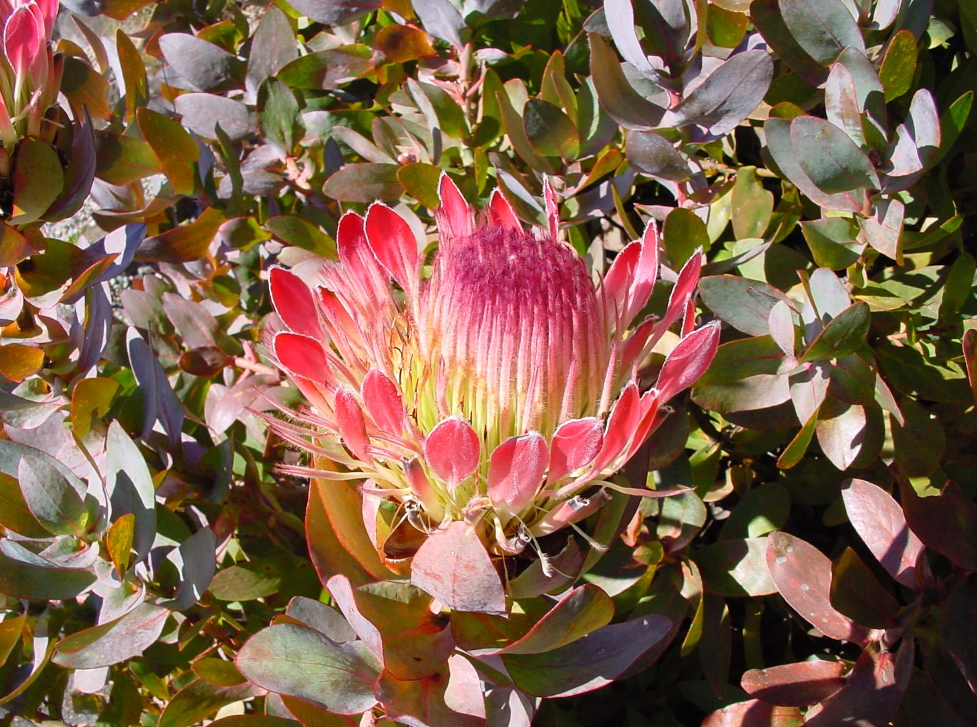 Broadleaf Sugarbush (Protea eximia), Royal Botanic Garden Sydney NSW