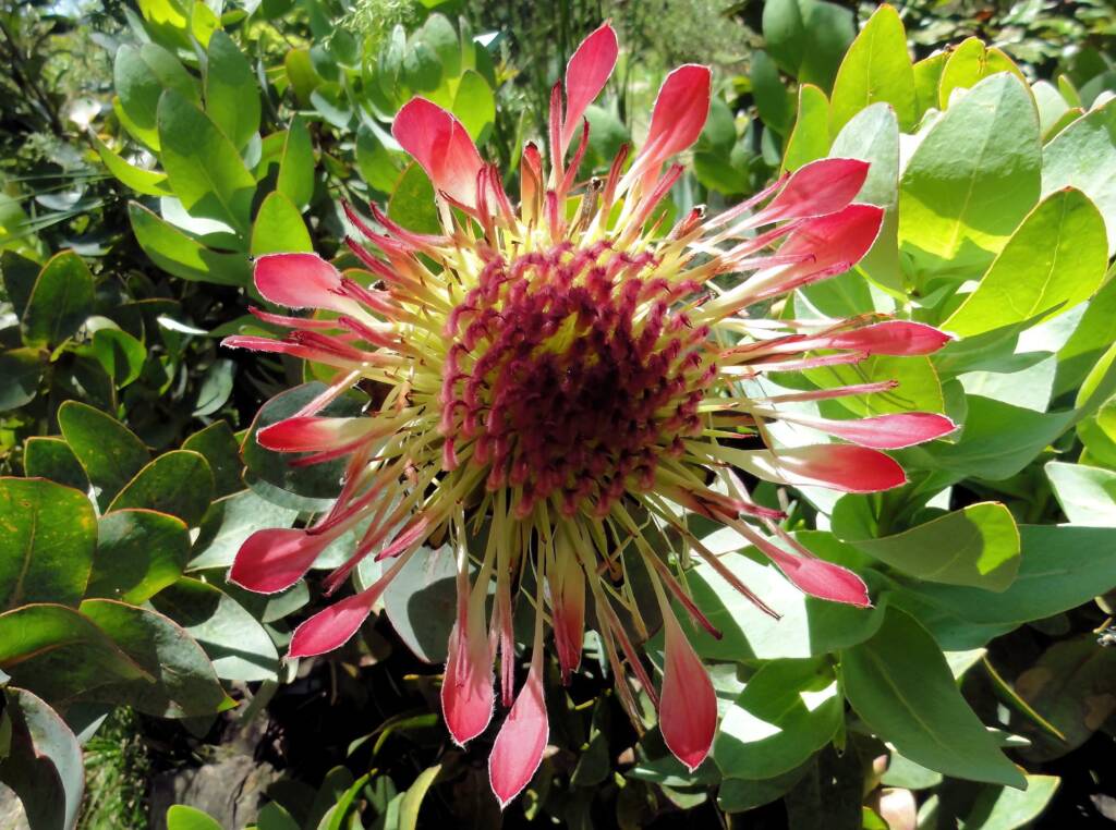 Broadleaf Sugarbush (Protea eximia), Blue Mountains Botanic Garden, NSW
