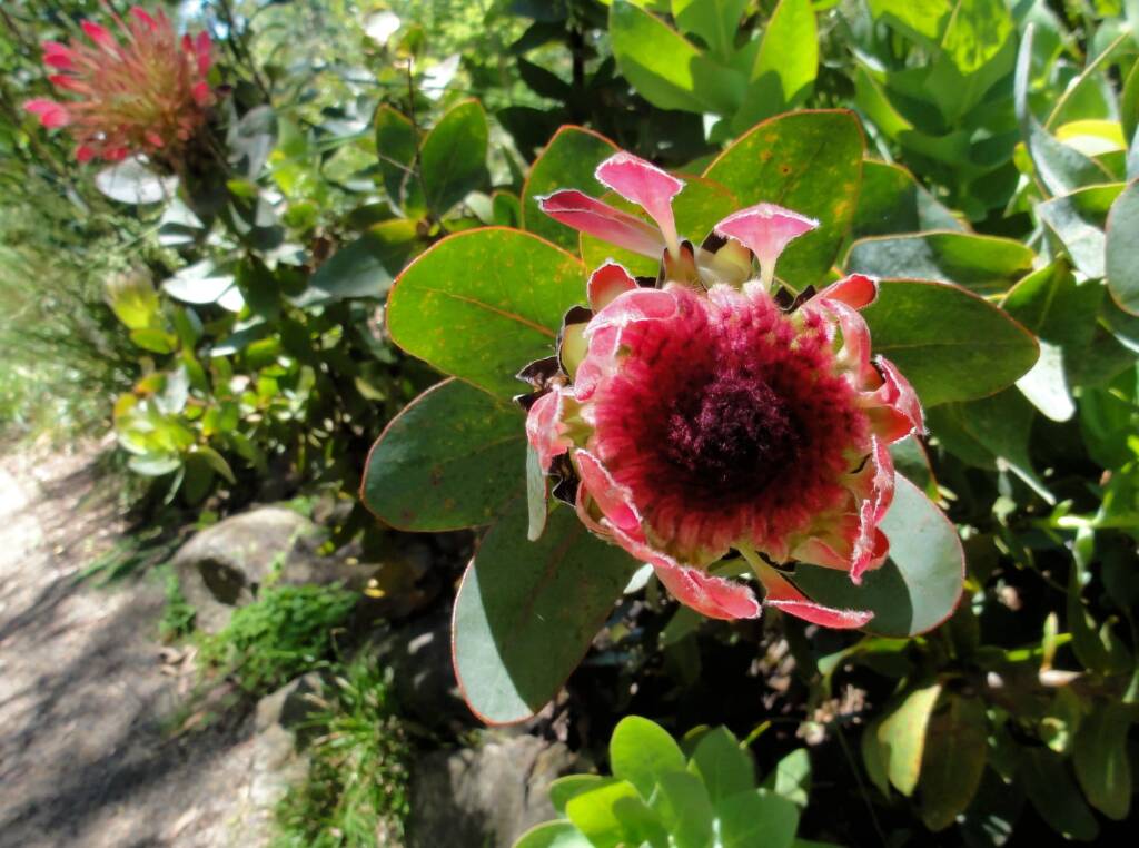 Broadleaf Sugarbush (Protea eximia), Blue Mountains Botanic Garden, NSW