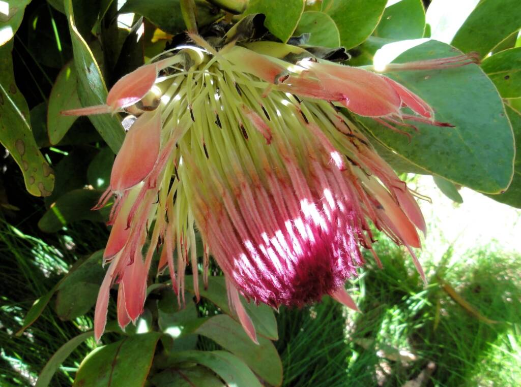 Broadleaf Sugarbush (Protea eximia), Blue Mountains Botanic Garden, NSW