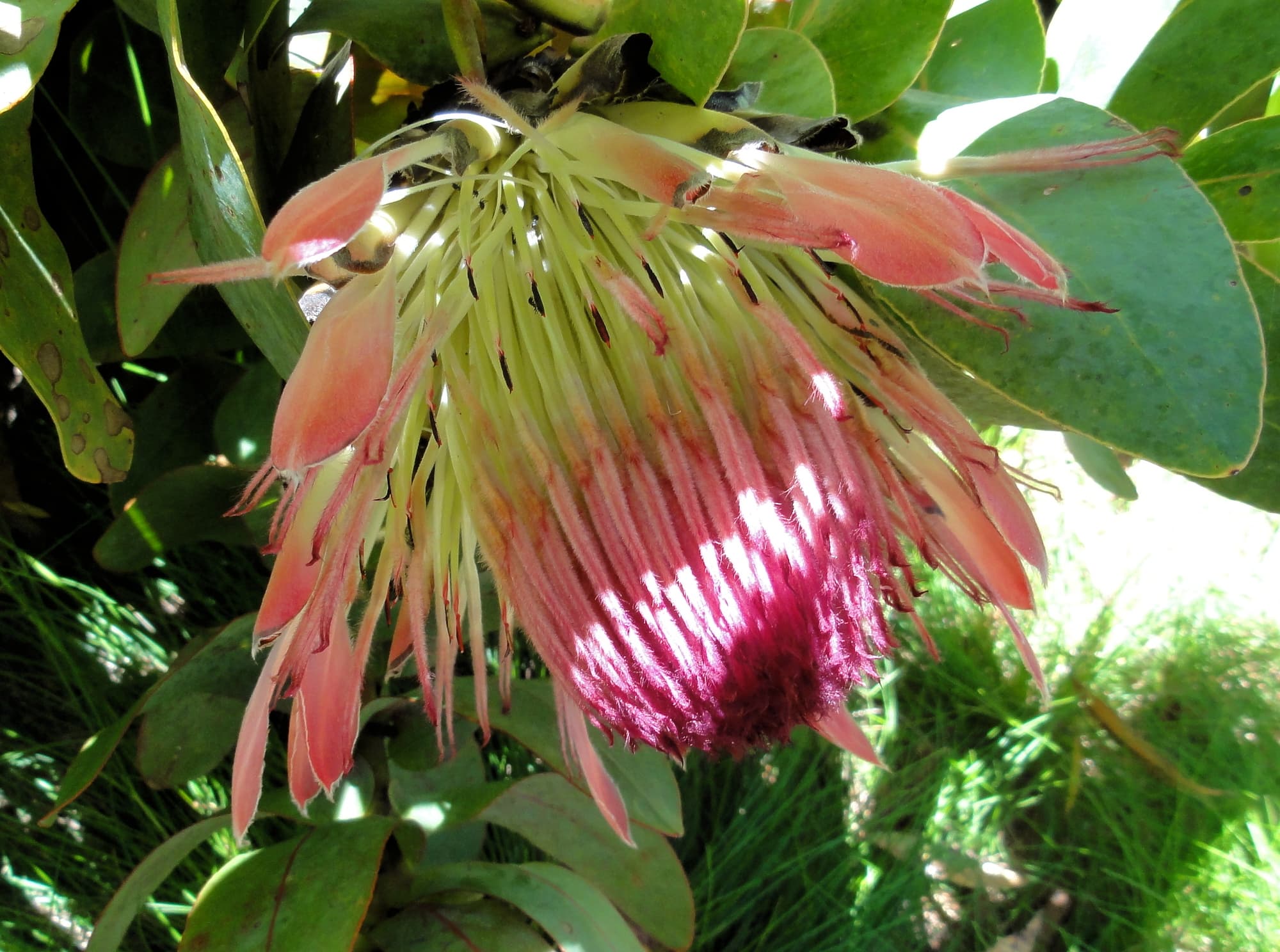 Broadleaf Sugarbush (Protea eximia), Blue Mountains Botanic Garden, NSW