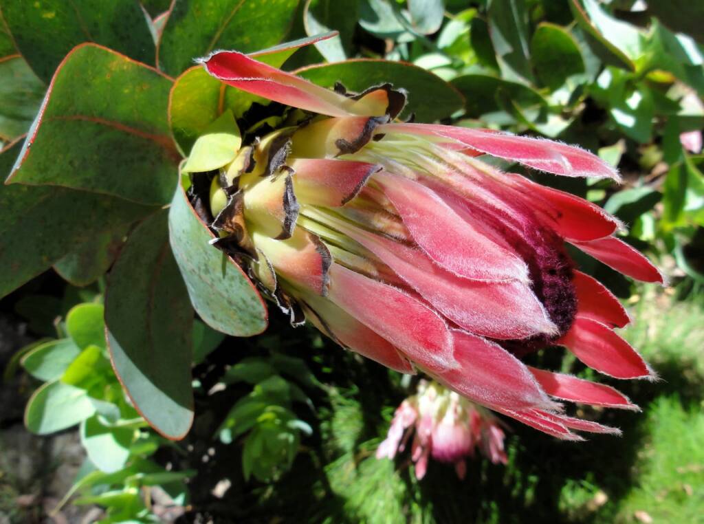 Broadleaf Sugarbush (Protea eximia), Blue Mountains Botanic Garden, NSW