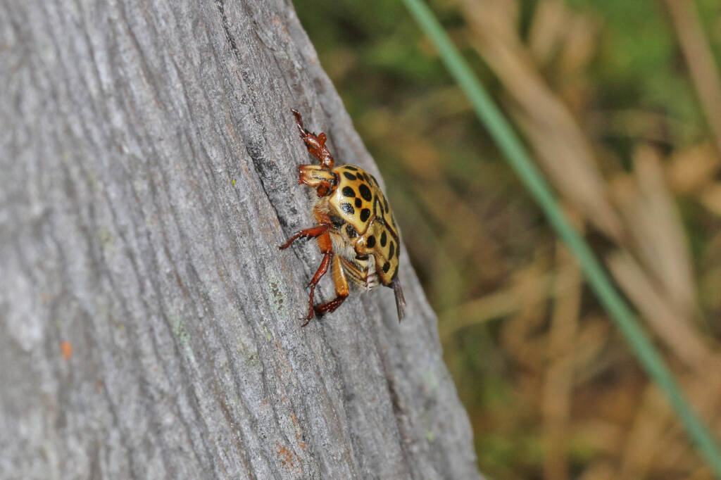 Punctate Flower Chafer (Neorrhina punctatum), Ballandean QLD © Marc Newman
