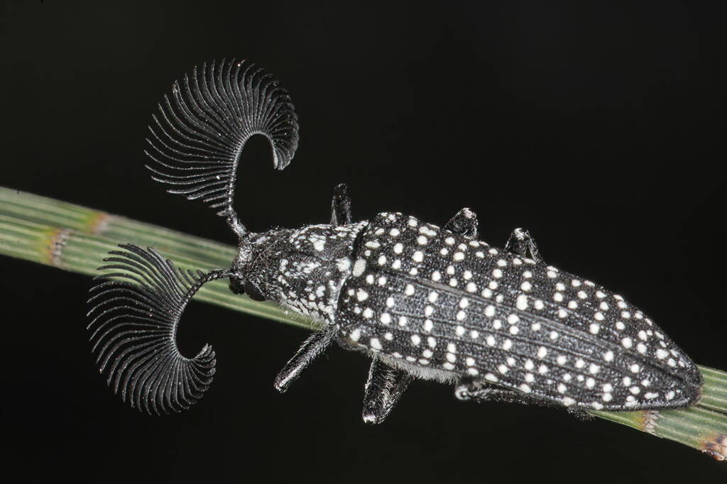 Feather-horned Beetle (Rhipicera carinata), Woodbridge, West Coast WA © Marc Newman