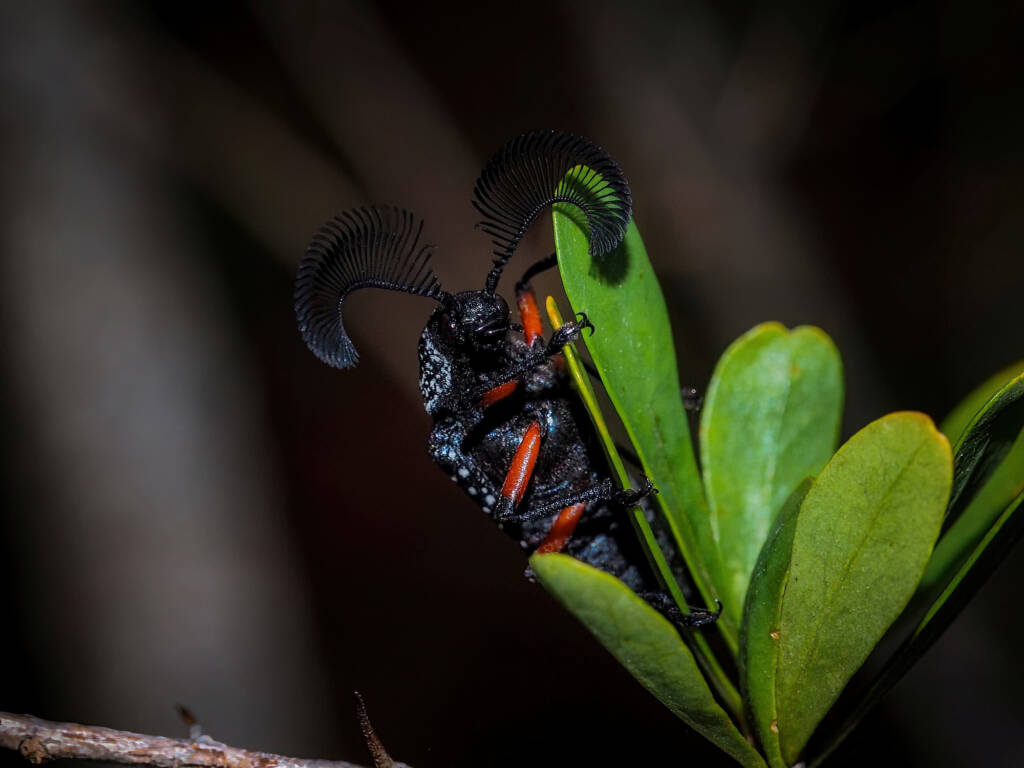 Feather-horned Beetle (Rhipicera femorata), Southern Fleurieu Peninsula SA © Nomes Naomi Betts