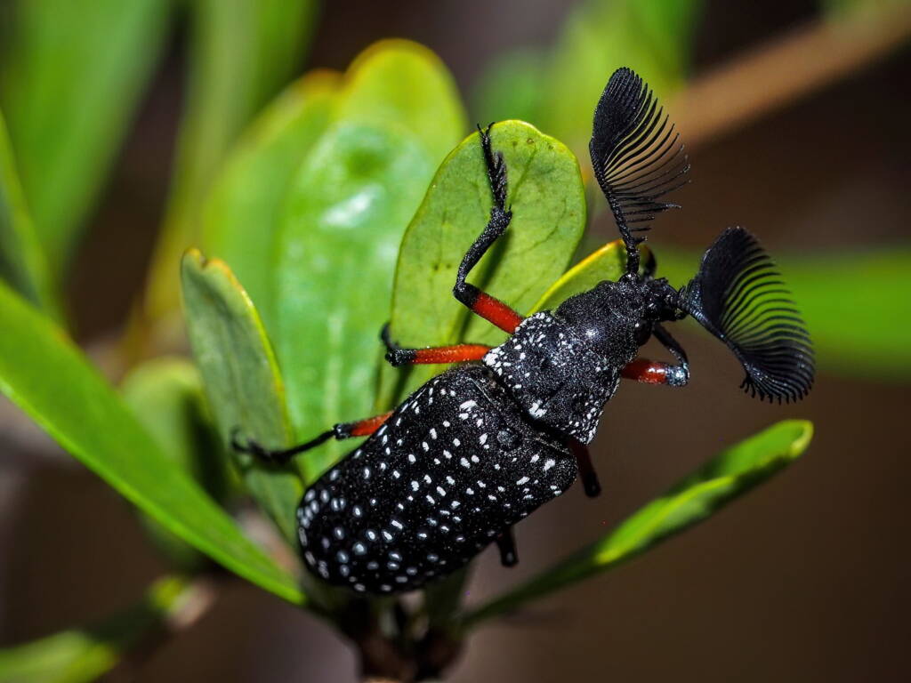 Feather-horned Beetle (Rhipicera femorata), Southern Fleurieu Peninsula SA © Nomes Naomi Betts