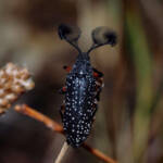 Feather-horned Beetle (Rhipicera femorata), Southern Fleurieu Peninsula SA © Nomes Naomi Betts