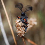Feather-horned Beetle (Rhipicera femorata), Southern Fleurieu Peninsula SA © Nomes Naomi Betts