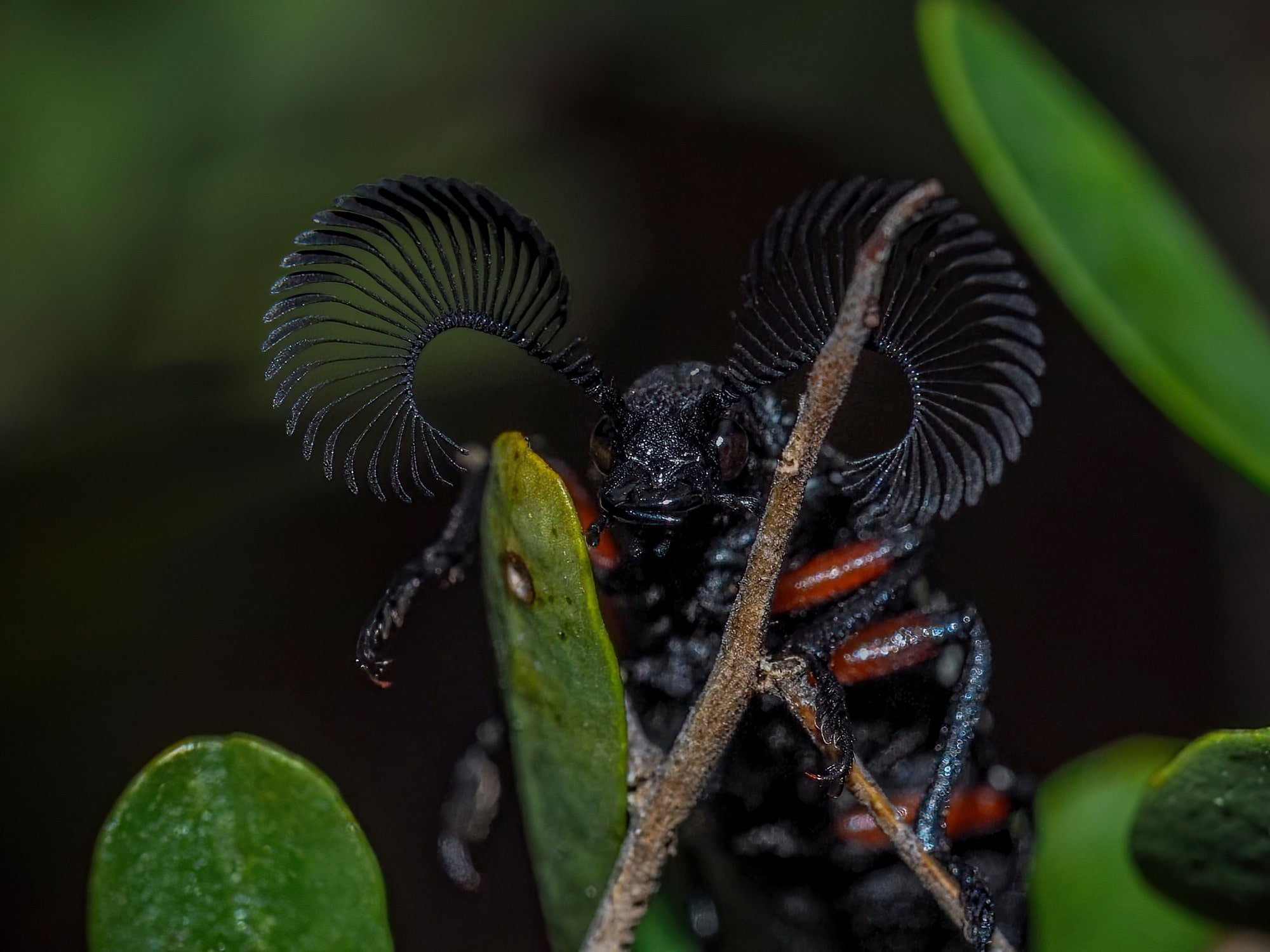 Feather-horned Beetle (Rhipicera femorata), Southern Fleurieu Peninsula SA © Nomes Naomi Betts