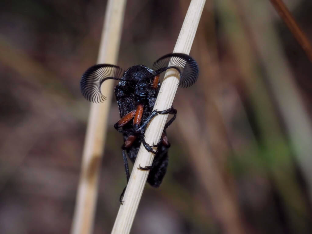 Feather-horned Beetle (Rhipicera femorata), Southern Fleurieu Peninsula SA © Nomes Naomi Betts