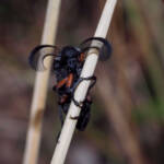 Feather-horned Beetle (Rhipicera femorata), Southern Fleurieu Peninsula SA © Nomes Naomi Betts