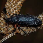 Feather-horned Beetle (Rhipicera femorata), Southern Fleurieu Peninsula SA © Nomes Naomi Betts