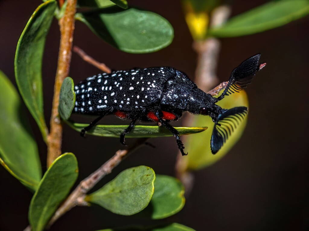 Feather-horned Beetle (Rhipicera femorata), Southern Fleurieu Peninsula SA © Nomes Naomi Betts