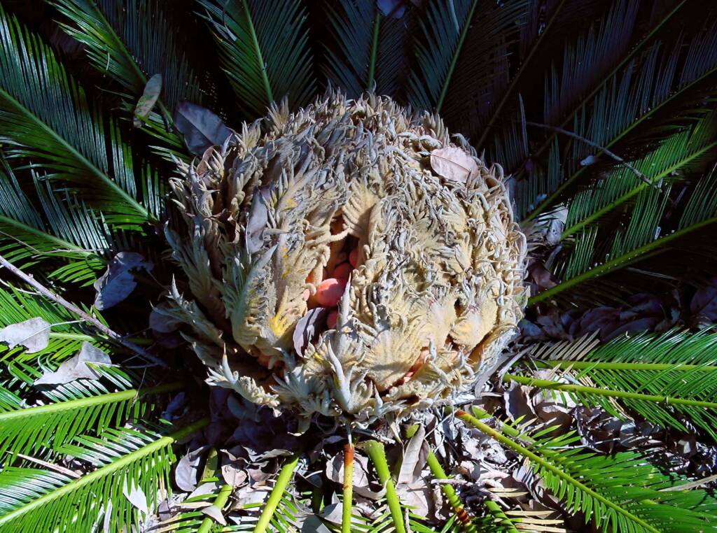 Sago Cycad (Cycas revoluta), The Royal Botanic Garden Sydney NSW