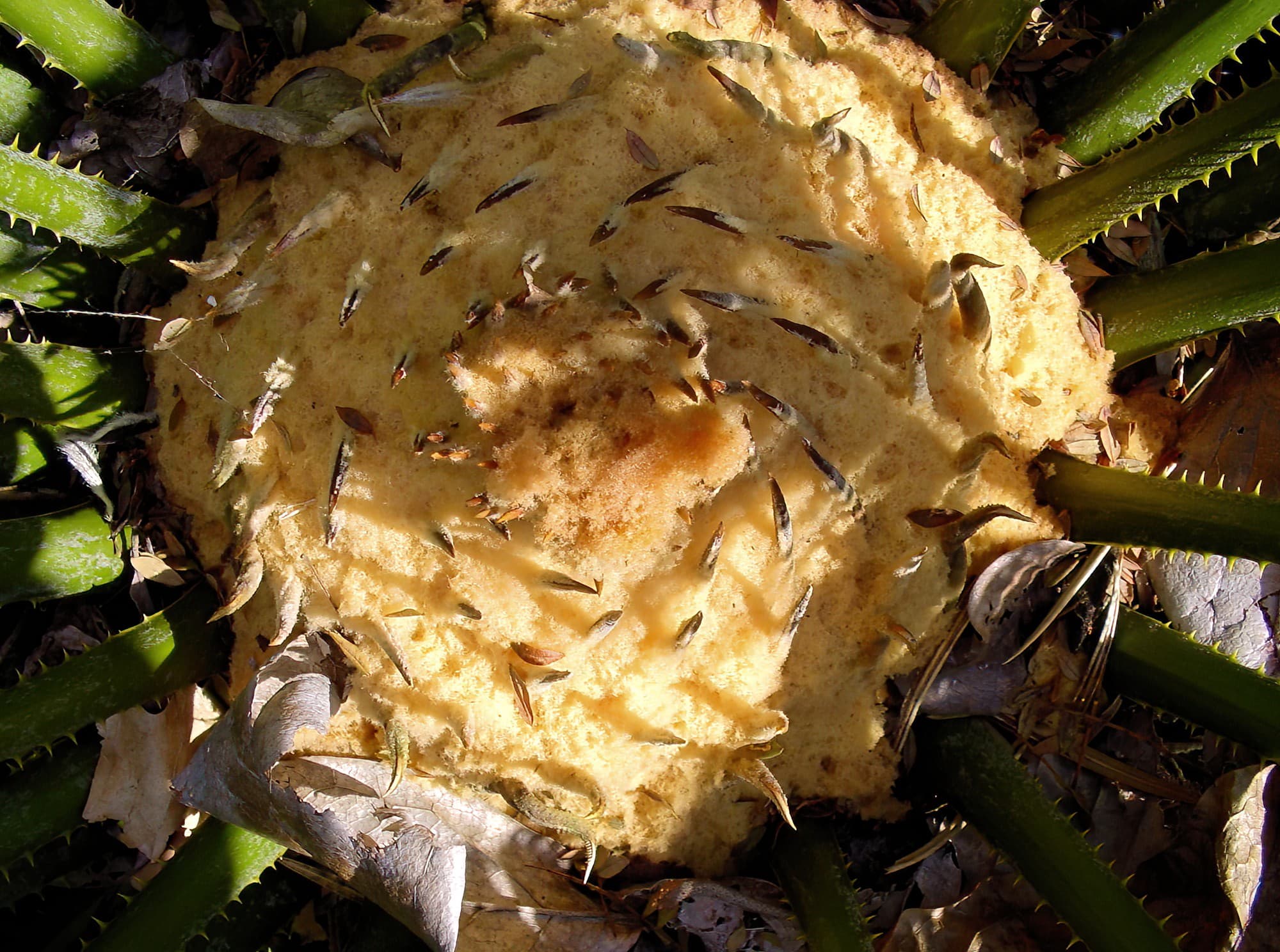 Sago Cycad (Cycas revoluta), The Royal Botanic Garden Sydney NSW