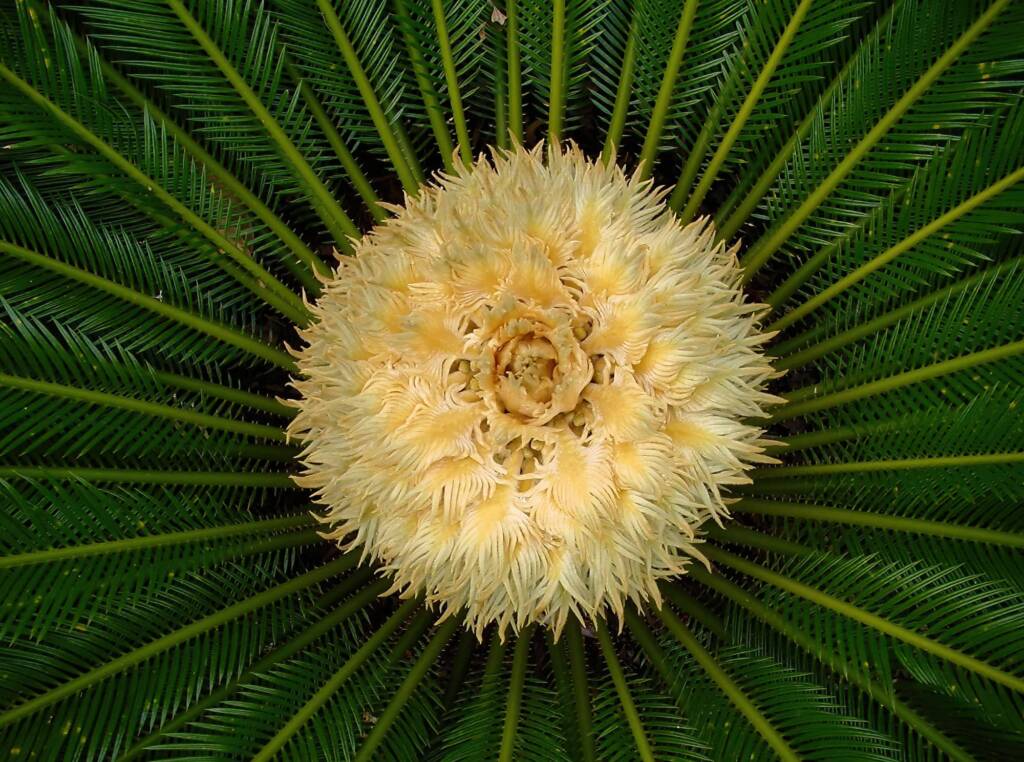 Sago Cycad (Cycas revoluta), The Royal Botanic Garden Sydney NSW