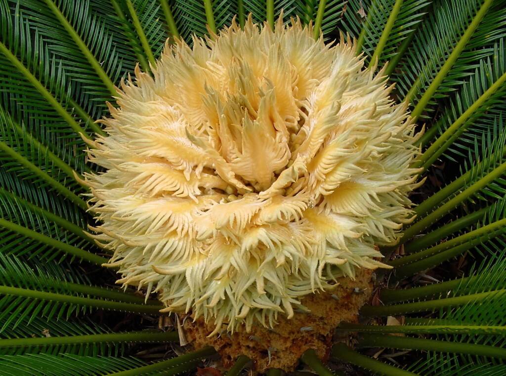 Sago Cycad (Cycas revoluta), The Royal Botanic Garden Sydney NSW