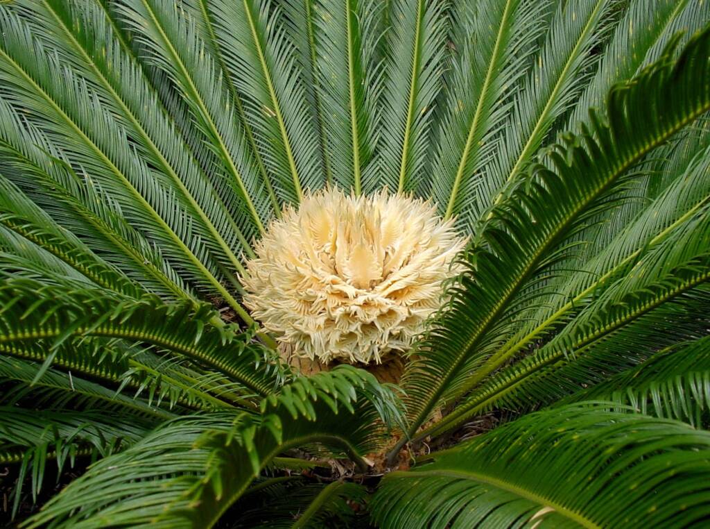 Sago Cycad (Cycas revoluta), The Royal Botanic Garden Sydney NSW