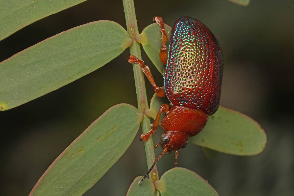 Silver Wattle Leaf Beetle (Calomela ioptera), Ballandean QLD © Marc Newman