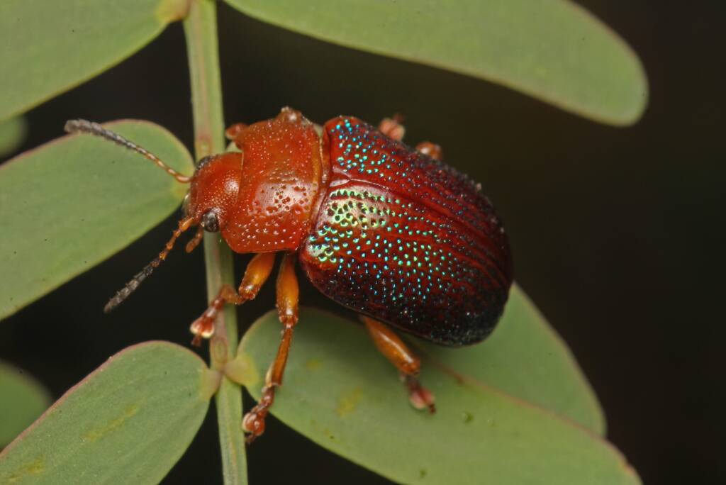 Silver Wattle Leaf Beetle (Calomela ioptera), Ballandean QLD © Marc Newman