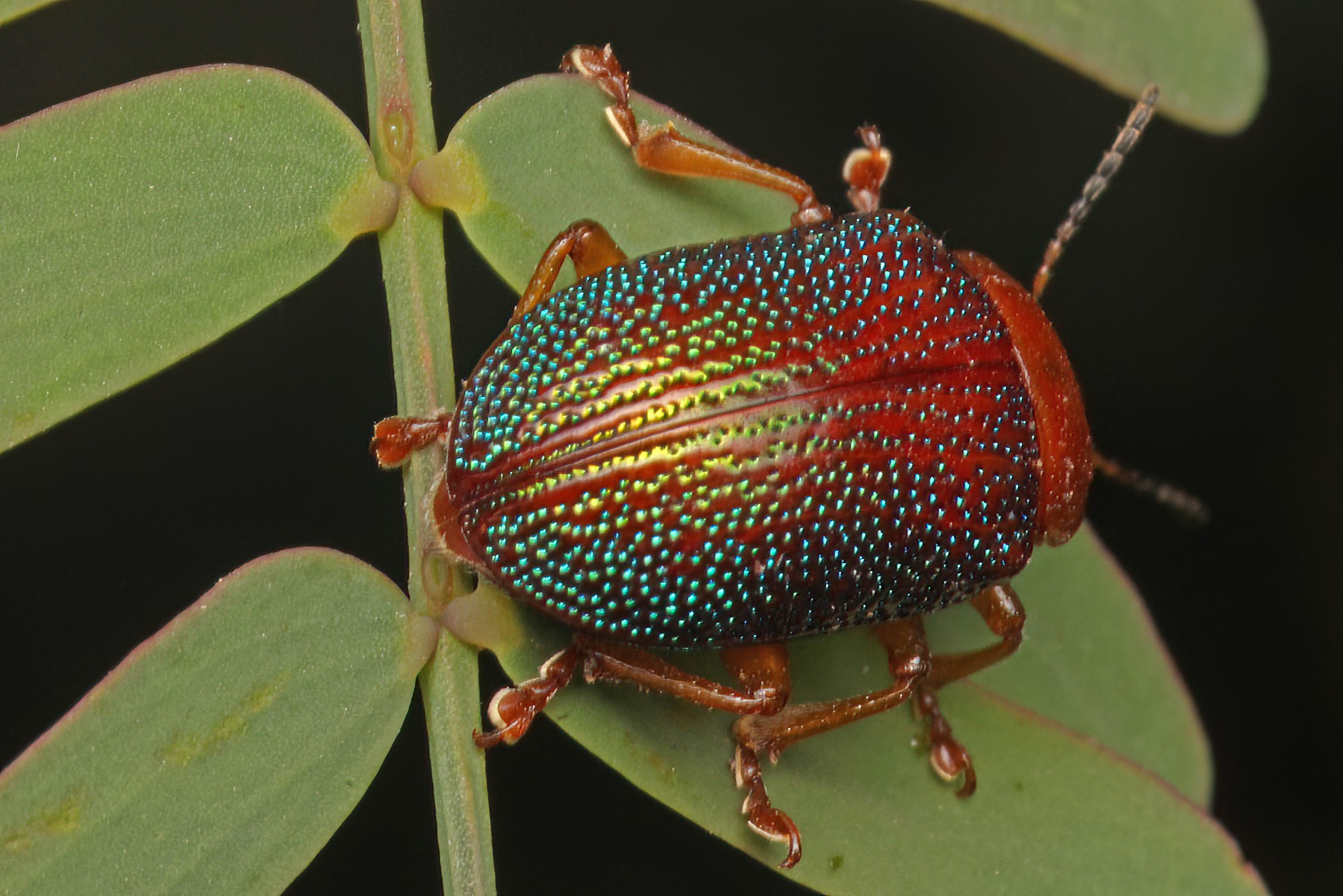 Silver Wattle Leaf Beetle (Calomela ioptera), Ballandean QLD © Marc Newman