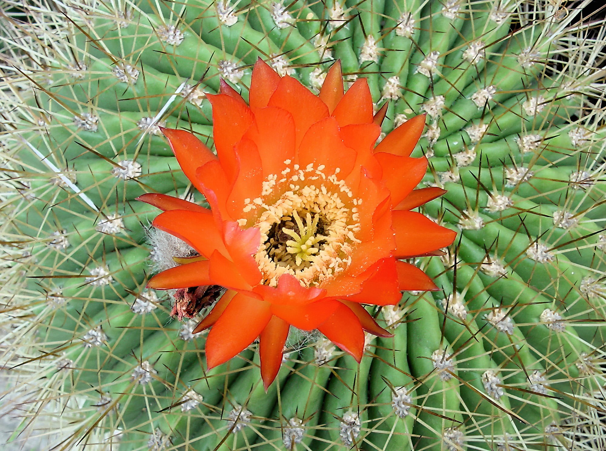 Soehrensia formosa, Royal Botanic Garden Sydney NSW