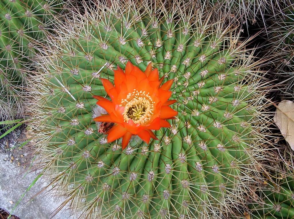 Soehrensia formosa, Royal Botanic Garden Sydney NSW