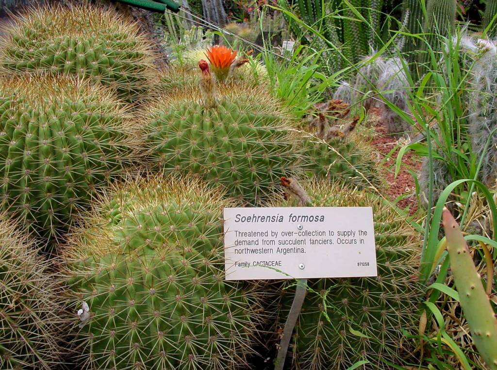 Soehrensia formosa, Royal Botanic Garden Sydney NSW